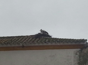 Imagen actual del tejado de la Parroquia en el que ya se ven las cigüeñas en su niddo